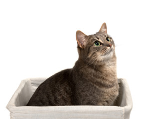 Gray cat with green eyes sitting in basket and looking up