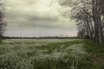 meadow in spring