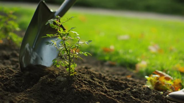 Close-up of a Shovel Tending Plant in the Garden. Shot on RED Cinema Camera in 4K (UHD) 