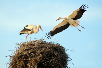 A pair of white storks build nest.