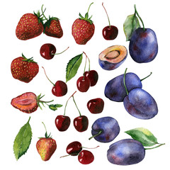 Watercolor fruit berry set of plums, cherry and strawberries may be used for food packaging or textile print design.
