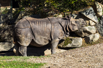 Fototapeta premium Indisches Panzernashorn - Rhinoceros unicornis - Rhinozeros