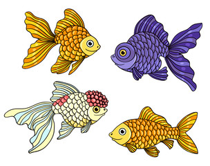 Fototapeta premium Set of the different goldfishes