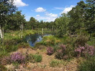 Pietzmoor im Sommer
