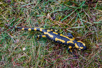 La salamandre tacheté