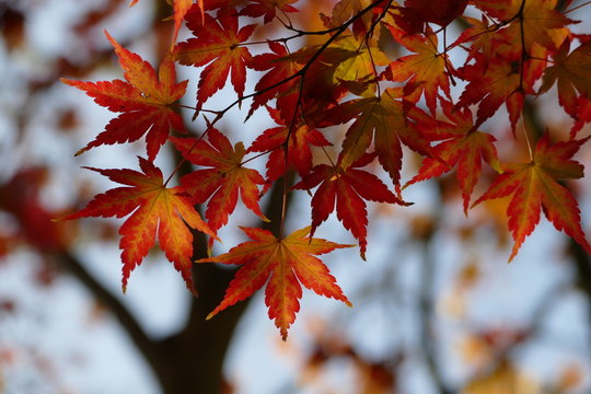 Blätter vom Fächerahorn- acer palmatum- in Herbstfärbung im Gegenlicht, nah