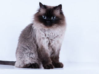 Himalayan cat with hairstyle sits in half-turn isolated studio