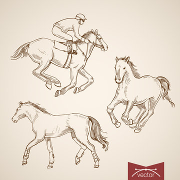 Engraving hand vector horseback rider and horse