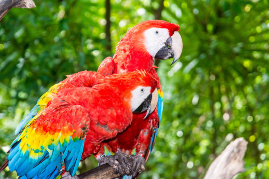 Ara Papageien sitzen auf einem Ast im Dschungel