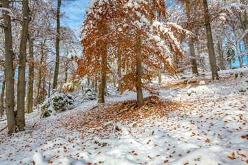 Rotbuche im Winterwald, Nationalpark Harz