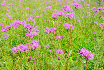 Cornflower (Centaurea jacea) flowers