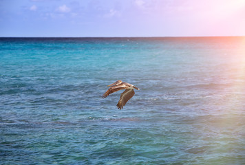 brown pelican in flight
