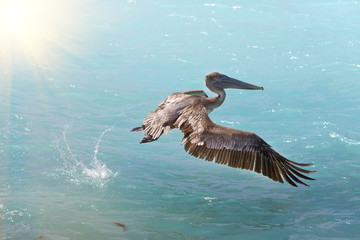 Fototapeta na wymiar brown pelican in flight