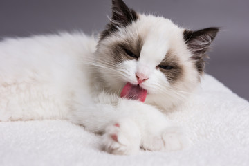 Ragdoll kitten licking its paw
