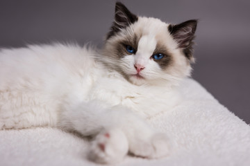 Ragdoll kitten on a white pillow looking ahead