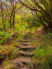 Portugal, Madeira, View of Laurel Forest in Fanal..