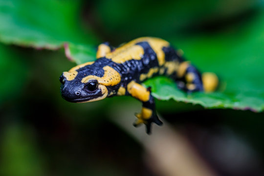 La salamandre tachet&eacute;