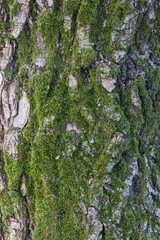 Moss grows heavily on the bark of tree