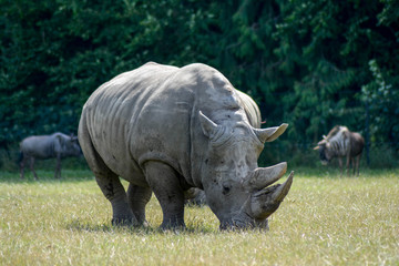 Nashorn in der Steppe