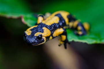 La salamandre tacheté