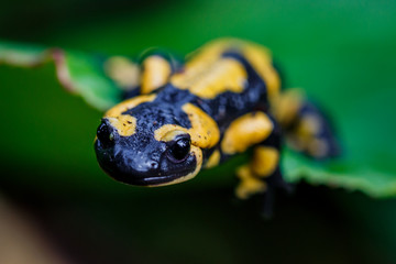 La salamandre tacheté