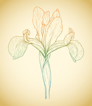 Vector colored iris.