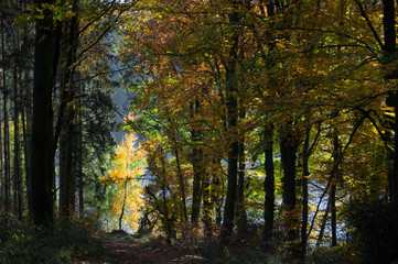Herbstlicher Wald
