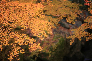 上北山村の秋景色