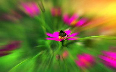 insect,  bumble bee pollinates  pink flower