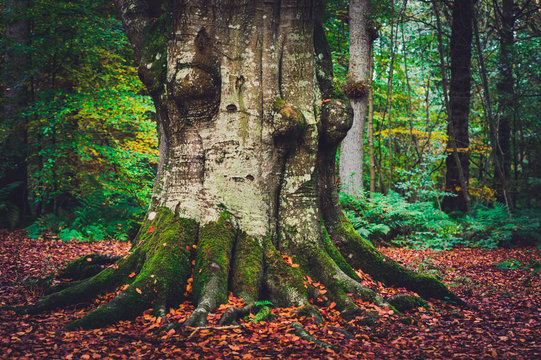 Ancient beech tree in woodland