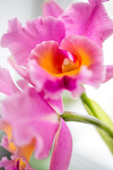 Exotic Orchid closeup