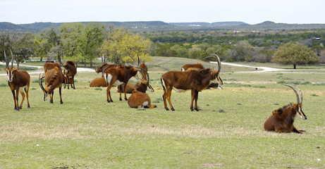 Fototapeta na wymiar Herd of Sable Antelopes in a protective circle