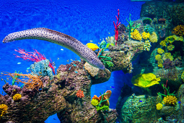 Coral reef and moray