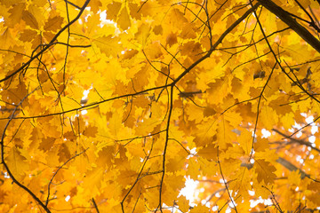 Leaves on the branches in the autumn forest.