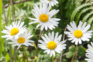 Daisies