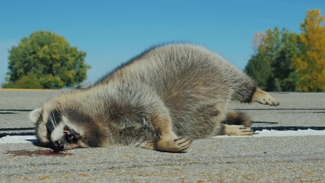 Animals - victims of clashes with cars on the road. Large fluffy raccoon was hit by a car and lying dead on the road