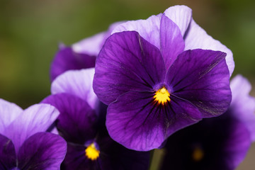 Flowers - Pansy