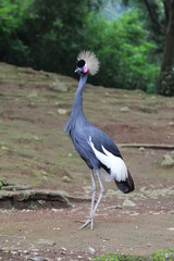 crane bird © SERKAN