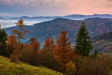 Fototapeta na wymiar forest over foggy valley in autumn mountains