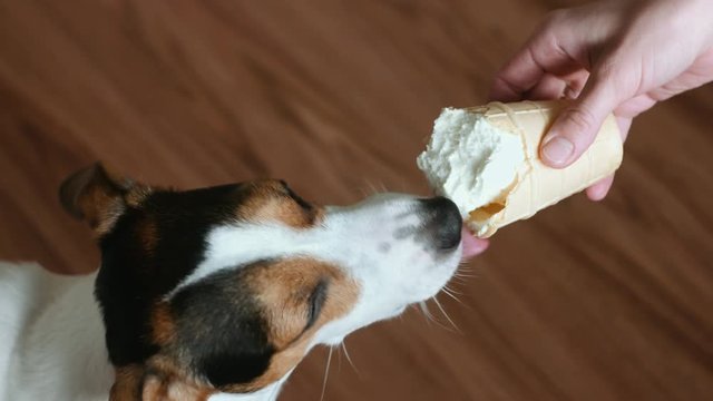 Dog eat, biting and licking ice cream from the hands of master, closeup shot
