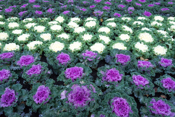 White and Purple Cabbage garden field