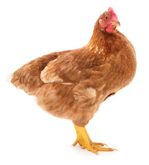 Brown hen isolated.