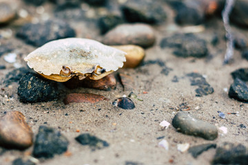 Krebs im Sand