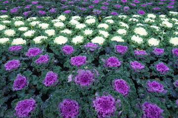 White and Purple Cabbage garden field