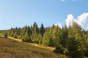 Fototapeta na wymiar Harzer Wald