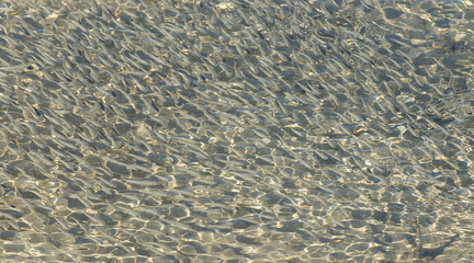 school of small fish