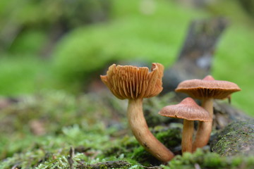 Pilze im Siegerland