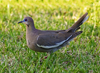 Whitewing dove