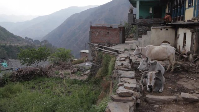 WS Cows standing in front of house / India