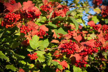 Viburnum on branches